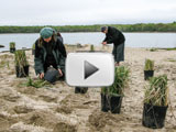 Volunteers celebrate the first I Love My Park Day on Taylor's Island planting beach grass