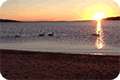 Thumbnail of swans at sunrise on causeway to Taylor's Island