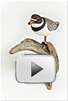 Piping Plover thumbnail with play icon